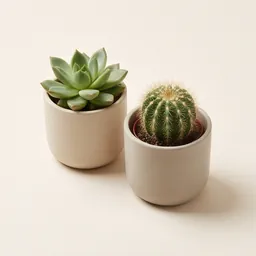 A succulent and a cactus in small ceramic pots